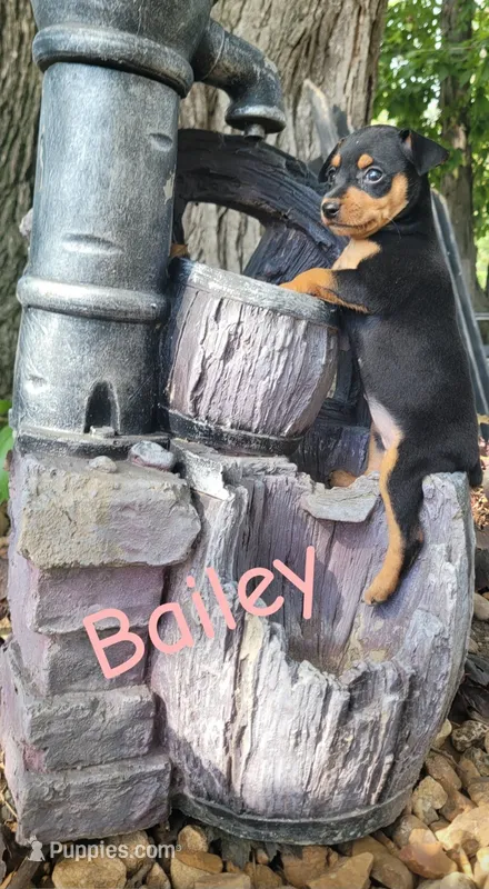 Bailey – Miniature Pinscher puppy for sale in New Haven, IN