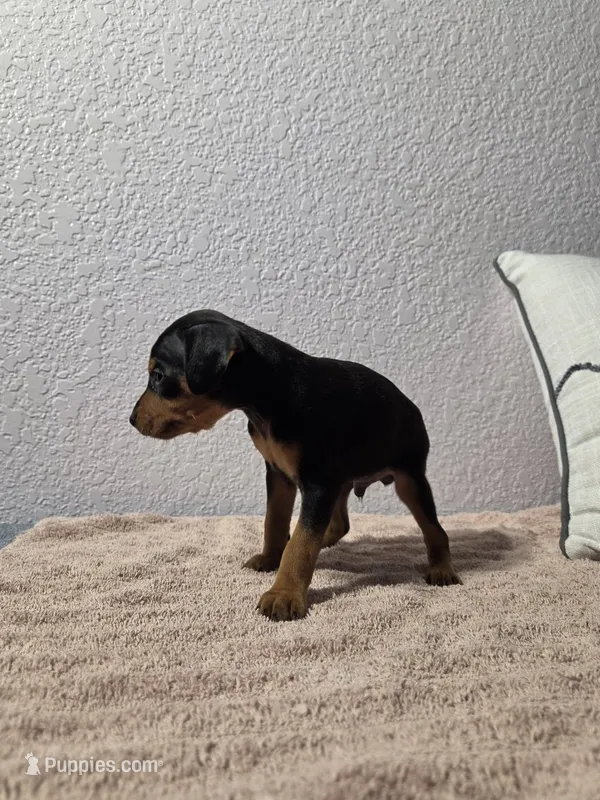 Bandit – Miniature Pinscher puppy for sale in New Haven, IN