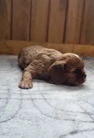 Biscuit, a male Cavalier King Charles Spaniel for sale in New Haven, IN – 6 of 7