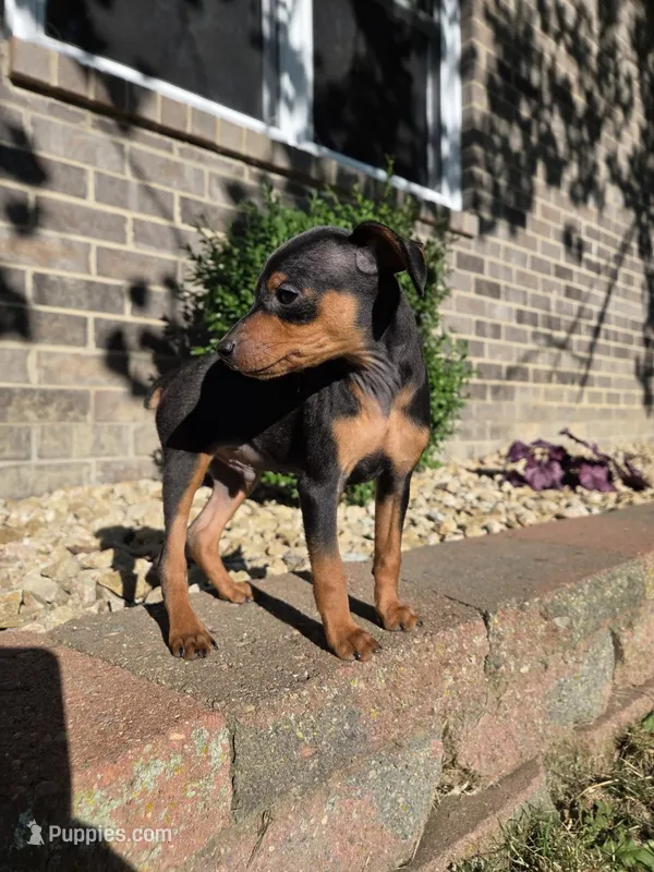 Bandit – Miniature Pinscher puppy for sale in New Haven, IN
