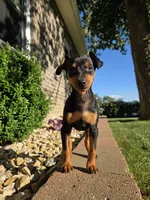 Bentley , a male Miniature Pinscher for sale in New Haven, IN – 4 of 4