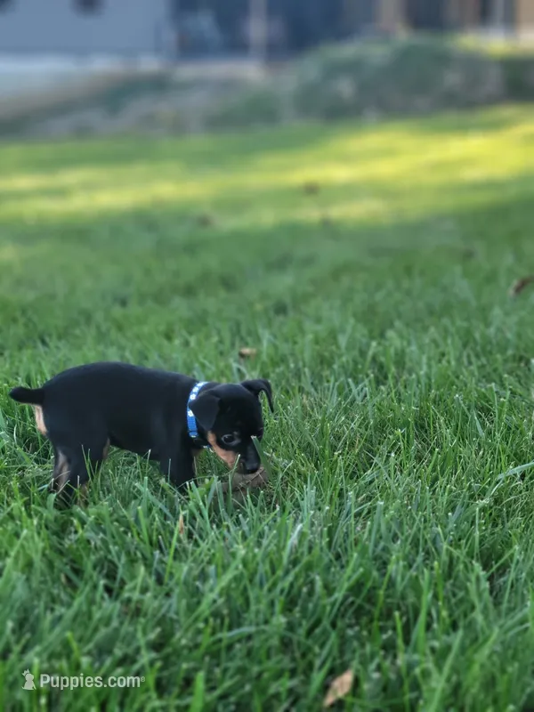 Abby – Miniature Pinscher puppy for sale in New Haven, IN