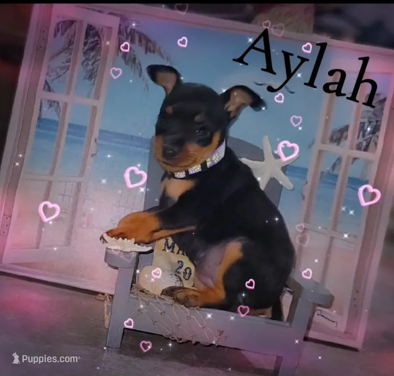 Aylah – Miniature Pinscher puppy for sale in New Haven, IN