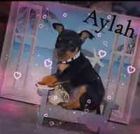Aylah, a female Miniature Pinscher for sale in New Haven, IN – 1 of 1