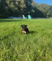 Bella, a female Miniature Pinscher for sale in New Haven, IN – 3 of 3
