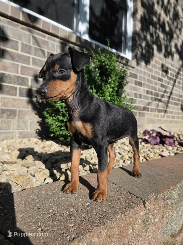 Bentley  – Miniature Pinscher puppy for sale in New Haven, IN