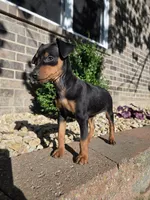 Bentley , a male Miniature Pinscher for sale in New Haven, IN – 1 of 4