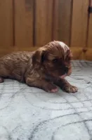 Biscuit, a male Cavalier King Charles Spaniel for sale in New Haven, IN – 3 of 7