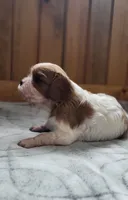 Mace, a male Cavalier King Charles Spaniel for sale in New Haven, IN – 3 of 7