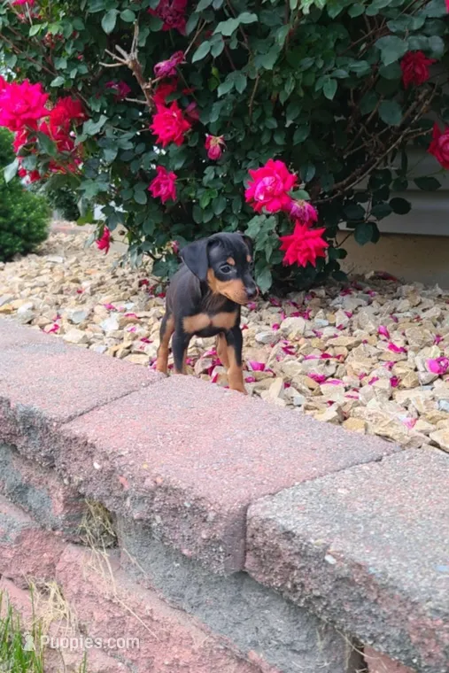 Bentley  – Miniature Pinscher puppy for sale in New Haven, IN