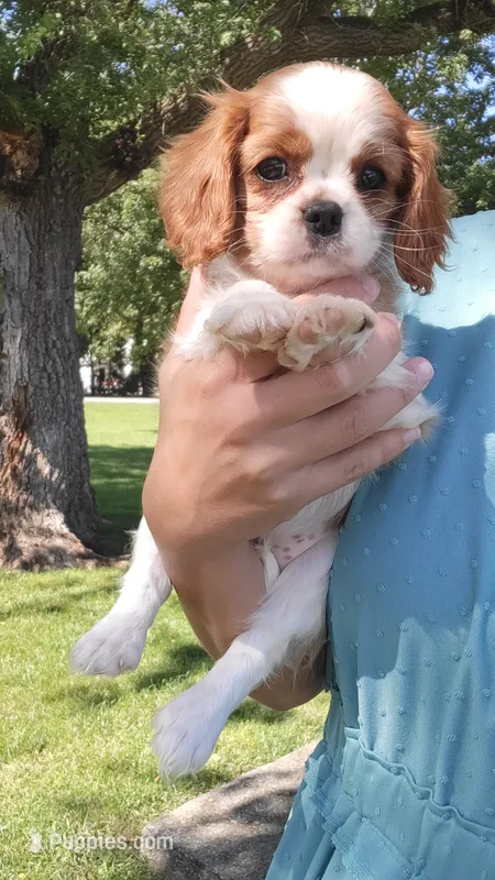 Miley – Cavalier King Charles Spaniel puppy for sale in New Haven, IN