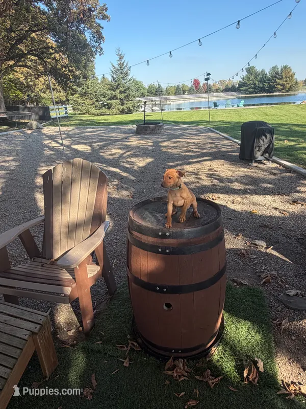 Bruno – Miniature Pinscher puppy for sale in New Haven, IN