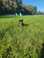 Bella, a female Miniature Pinscher for sale in New Haven, IN – 2 of 3