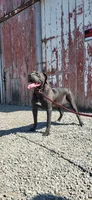 Judy, a female Cane Corso for sale in New Haven, IN – 4 of 4
