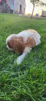 Blade, a male Cavalier King Charles Spaniel for sale in New Haven, IN – 9 of 9