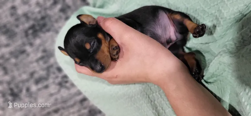 Bandit – Miniature Pinscher puppy for sale in New Haven, IN