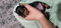 Bandit, a male Miniature Pinscher for sale in New Haven, IN – 1 of 4