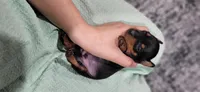 Bandit, a male Miniature Pinscher for sale in New Haven, IN – 4 of 4