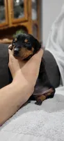 Bandit, a male Miniature Pinscher for sale in New Haven, IN – 3 of 4