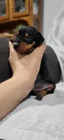Bandit, a male Miniature Pinscher for sale in New Haven, IN – 2 of 4