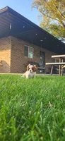Blade, a male Cavalier King Charles Spaniel for sale in New Haven, IN – 8 of 9