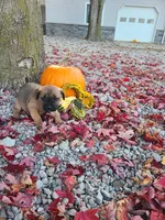 Lizzy , a female Cane Corso for sale in New Haven, IN – 2 of 4