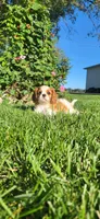 Miley, a female Cavalier King Charles Spaniel for sale in New Haven, IN – 4 of 6