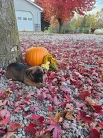 Lola, a female Cane Corso for sale in New Haven, IN – 2 of 4