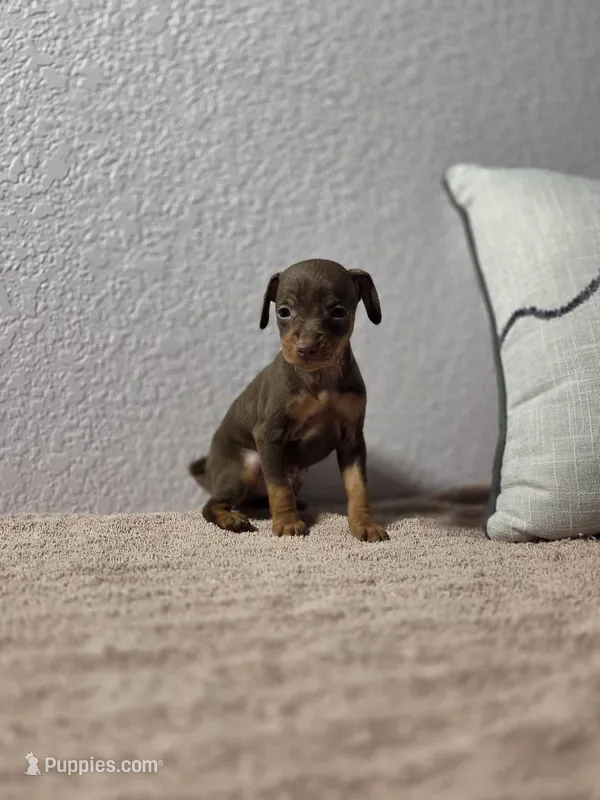Bruno – Miniature Pinscher puppy for sale in New Haven, IN