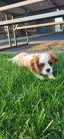 Blade, a male Cavalier King Charles Spaniel for sale in New Haven, IN – 2 of 9