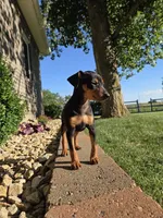 Bentley , a male Miniature Pinscher for sale in New Haven, IN – 2 of 4
