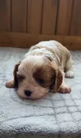 Blade, a male Cavalier King Charles Spaniel for sale in New Haven, IN – 4 of 7