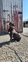 Judy, a female Cane Corso for sale in New Haven, IN – 1 of 4