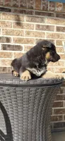 Blue, a male German Shepherd Dog for sale in New Haven, IN – Photo 5 of 6