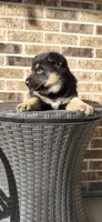 Blue, a male German Shepherd Dog for sale in New Haven, IN – Photo 1 of 6