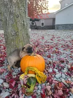 Lizzy , a female Cane Corso for sale in New Haven, IN – 3 of 4