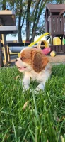 Blade, a male Cavalier King Charles Spaniel for sale in New Haven, IN – 5 of 9