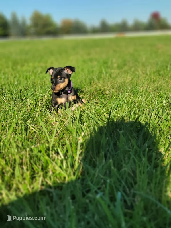 Aylah – Miniature Pinscher puppy for sale in New Haven, IN
