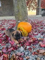 Lola, a female Cane Corso for sale in New Haven, IN – 4 of 4