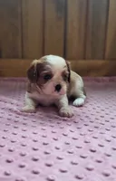Mace, a male Cavalier King Charles Spaniel for sale in New Haven, IN – 6 of 7