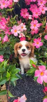 Mace, a male Cavalier King Charles Spaniel for sale in New Haven, IN – 2 of 6