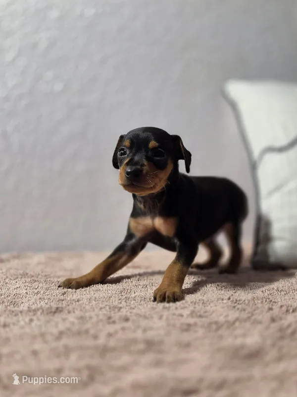 Bentley  – Miniature Pinscher puppy for sale in New Haven, IN