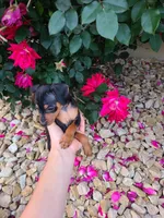Bandit, a male Miniature Pinscher for sale in New Haven, IN – 3 of 3