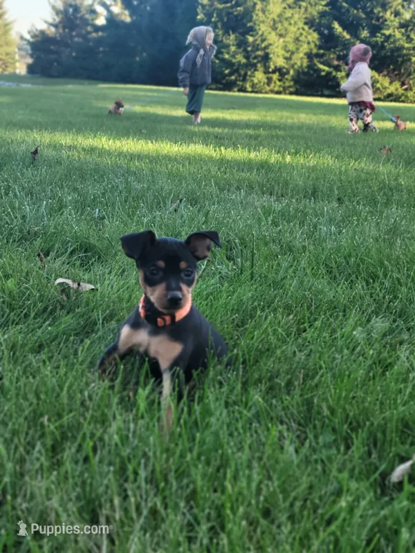 Bailey – Miniature Pinscher puppy for sale in New Haven, IN