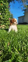 Miley, a female Cavalier King Charles Spaniel for sale in New Haven, IN – 3 of 6