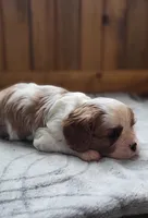 Blade, a male Cavalier King Charles Spaniel for sale in New Haven, IN – 5 of 7