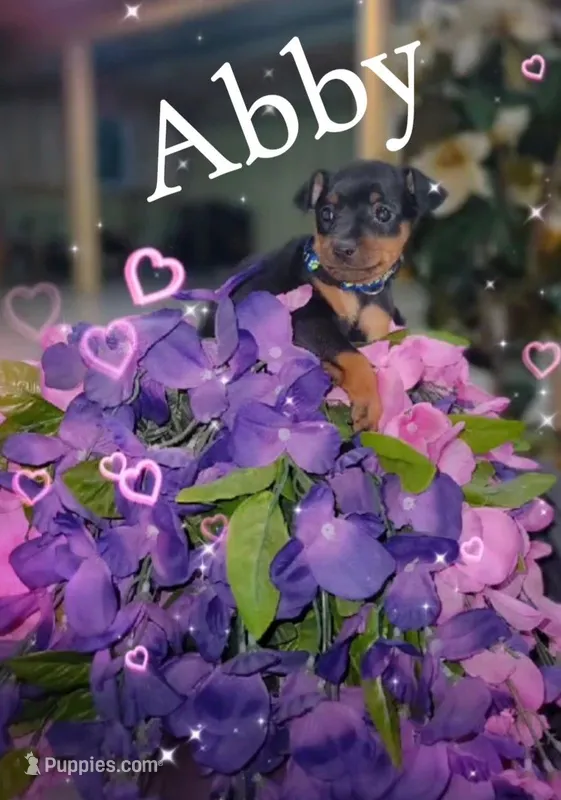 Abby – Miniature Pinscher puppy for sale in New Haven, IN