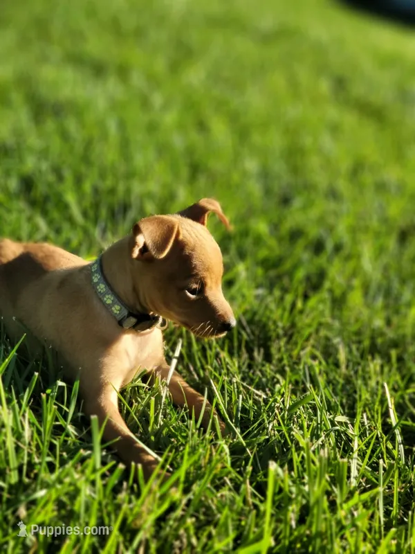 Bruno – Miniature Pinscher puppy for sale in New Haven, IN