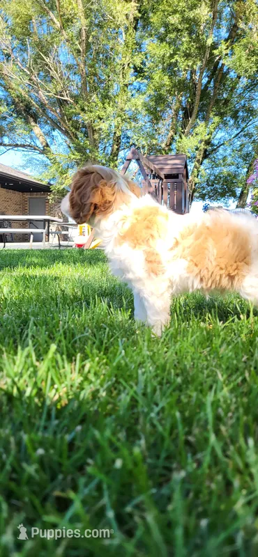 Mace – Cavalier King Charles Spaniel puppy for sale in New Haven, IN