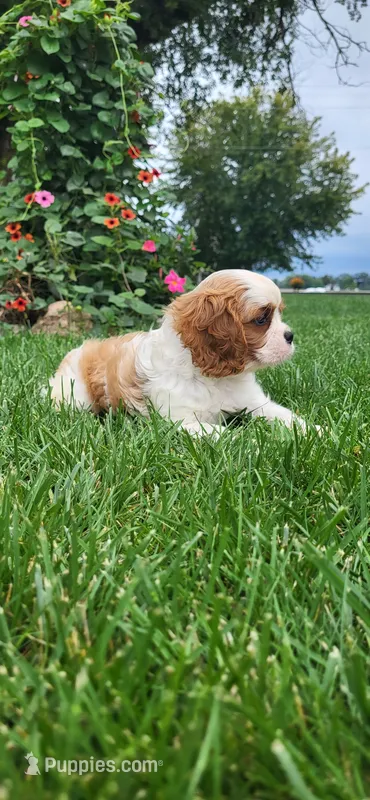 Blade – Cavalier King Charles Spaniel puppy for sale in New Haven, IN